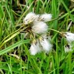 Eriophorum latifolium Květ