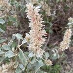 Sericocomopsis hildebrandtii Flower