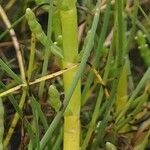 Salicornia europaea Écorce