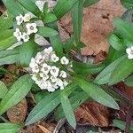 Lobularia maritima Çiçek