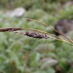 Carex haematostoma Plod