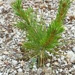 Pinus sibirica 葉