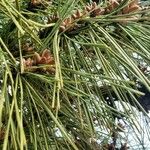 Pinus nigra List