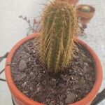 Pilosocereus chrysostele Hábito