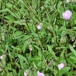 Erigeron speciosus Yeri