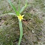 Hypoxis decumbens Fleur