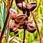 Scheuchzeria palustris Fruit