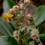 Hibbertia vieillardii Цветок