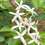 Jasminum grandiflorum 花