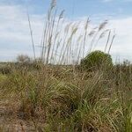 Tripidium ravennae Habit