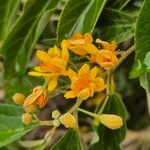 Grewia trichocarpa Flower