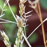 Eragrostis plana Flor
