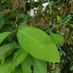 Syzygium ridleyi Liść