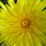 Taraxacum parnassicum Flor