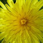 Taraxacum parnassicum Цветок