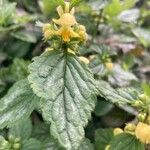 Lamium galeobdolon花