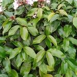 Strophanthus gratus Hoja
