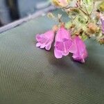 Penstemon richardsonii Kvet