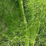 Ferula communis 樹皮