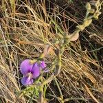Vigna frutescens Blüte