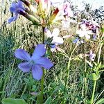 Saponaria officinalis Celota