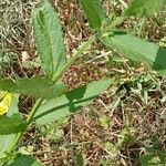 Stachys palustris Leaf