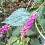 Callicarpa nudiflora Fruto