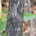 Osmanthus decorus Rinde