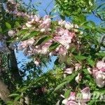 Robinia x margaretta Floare