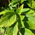 Hibiscus schizopetalus List