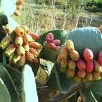 Opuntia ficus-indica Фрукт