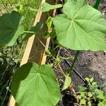 Abutilon theophrastiLapas