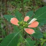 Euphorbia heterophylla Fulla