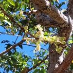 Curatella americana Flors