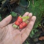 Drymonia serrulata പുഷ്പം