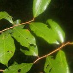 Parinari excelsa Folha