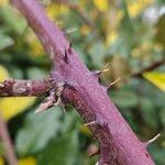 Rubus elegantispinosus Bark