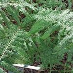 Dryopteris expansa Leaf