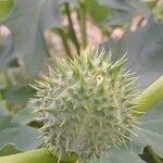 Datura stramonium Плід