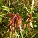 Trifolium alpinum Vili