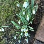 Galanthus elwesii Virág