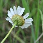 Leucanthemum pallens Fiore