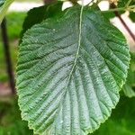 Aria edulis Leaf