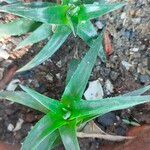 Dyckia brevifolia Лист