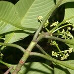 Psychotria panamensis Ліст