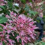 Fuchsia paniculata 花