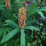 Hedychium coccineum 花