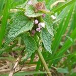 Lamium hybridum花