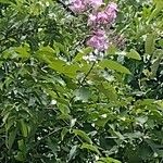 Fridericia chica Flor