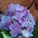 Hydrangea macrophyllaÕis